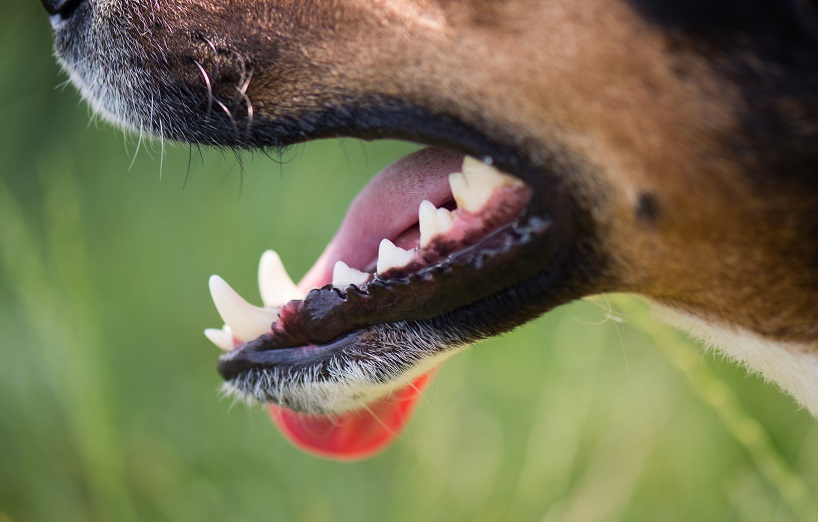 Zahnextraktion beim Hund