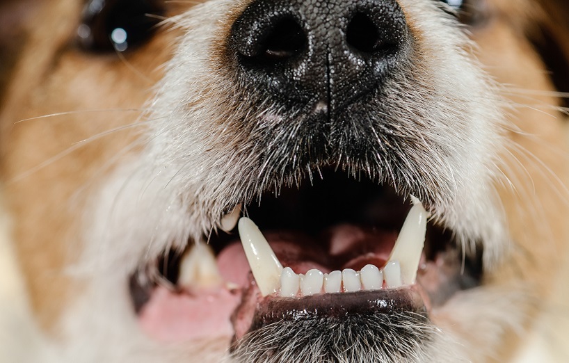 Zahnprobleme bei Hunden