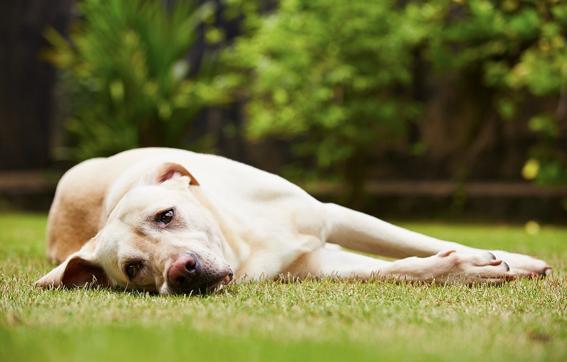 Zahnschmerzen beim Hund