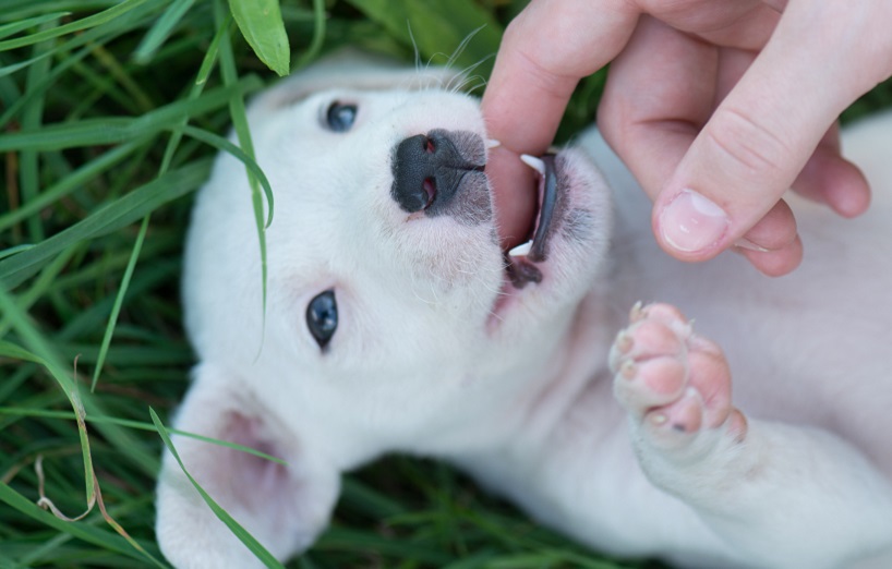 Zahnwechsel beim Hund