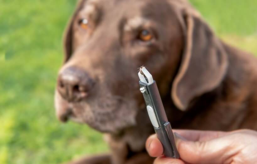 Zecke bei Hund und Katze entfernen
