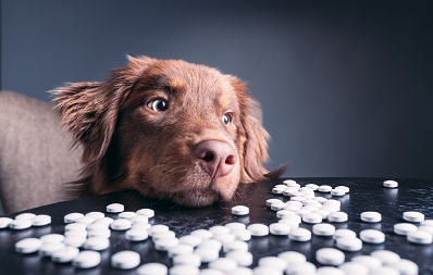Aspirin für Hunde und Katzen