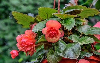 Begonie giftige Pflanze für Hunde und Katzen