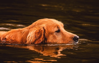 Wasserrute bei Hunden