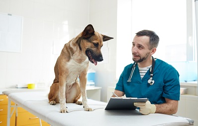 Anamnese für Hund und Katze