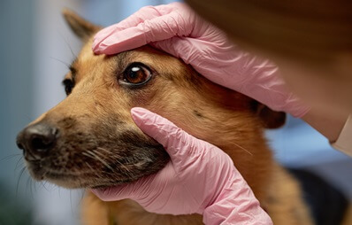 Augenuntersuchung bei Hund und Katze