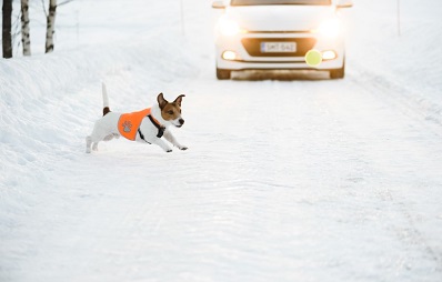Autounfall mit Hund