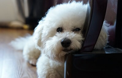 Hunderasse Bichon Frisé