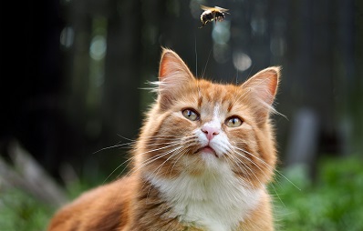 Katze von Biene gestochen: Was Sie wissen müssen