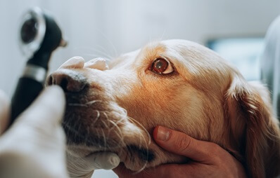 Bindehautentzündung beim Hund