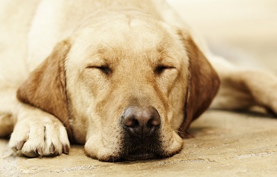 Bindehautentzündung beim Hund