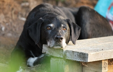 Großer, alter, schwarzer Hund mit weißer Nase liegt auf einer Bank und schaut ins Nichts