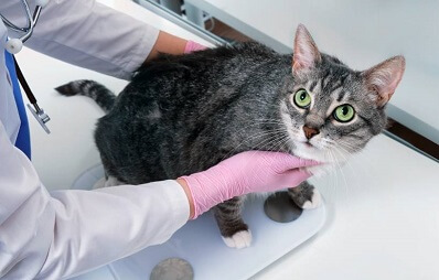 Diabetes bei Katzen