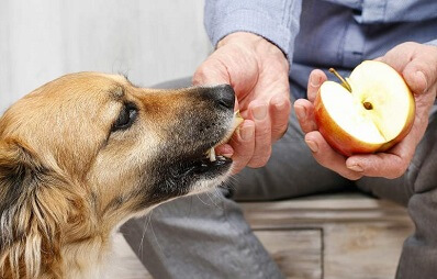 Dürfen Hunde Äpfel essen