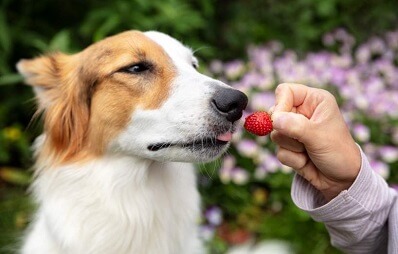 Dürfen Hunde Erdbeeren essen