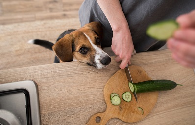Hund will Gurke essen