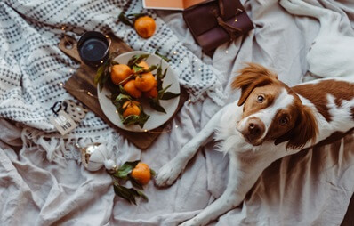 Dürfen Hunde Mandarinen essen?