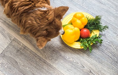 Dürfen Hunde Paprika essen