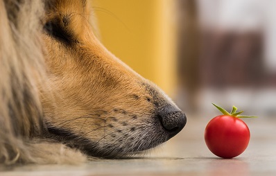 Hund will Tomate essen