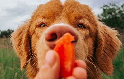 Dürfen Hunde Wassermelone essen