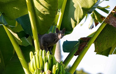 Dürfen Katzen Bananen essen?