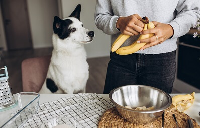 Dürfen Hunde Bananen essen