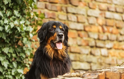 Efeu Vergiftung bei Hunden und Katzen