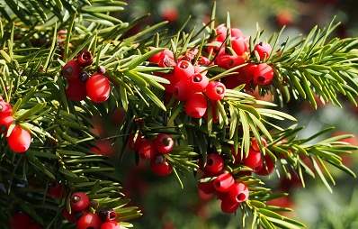 Beeren der Eibe: giftig für Hunde und Katzen