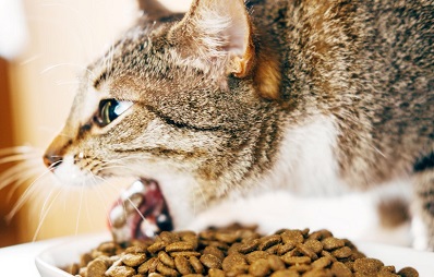 Erbrechen bei Katzen