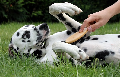 Fellpflege bei Hunden