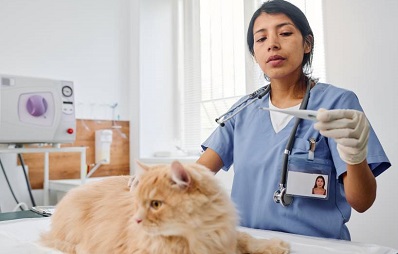 Fieber bei Katzen