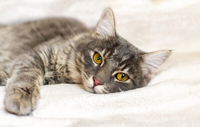 Feline infektiöse Peritonitis (FIP) bei Katzen