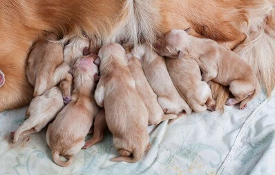 Geburt bei Hunden