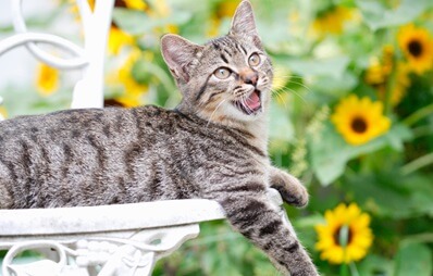 Getigerte Katze liegt entspannt auf weißem Gartenstuhl vor blühenden Sonnenblumen