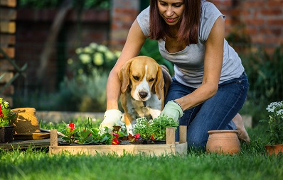 Glyphosat für Hunde und Katzen giftig