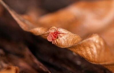 Grasmilben bei Hund und Katze