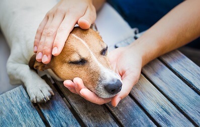 Hund wird von Händen schützend am Kopf gehalten und gestreichelt