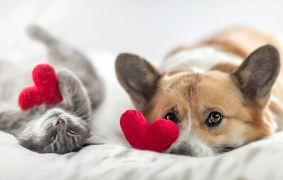 Herzuntersuchung bei Hund und Katze