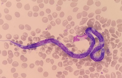 Herzwürmer bei Hunden und Katzen