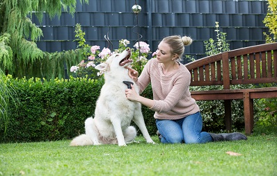 Hilfe beim Fellwechsel für Hunde