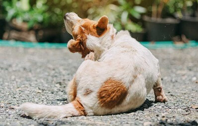 Hotspot bei Hunden erkennen und behandeln