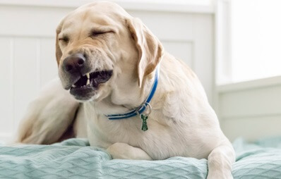 Blonder Labrador liegt auf einer Decke und niest, Augen geschlossen, Maul halb geöffnet.