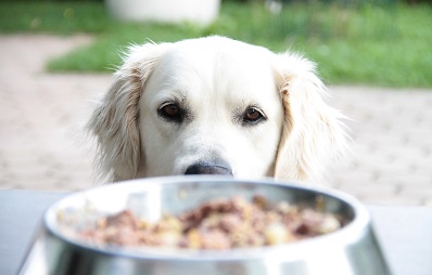 Hunde barfen