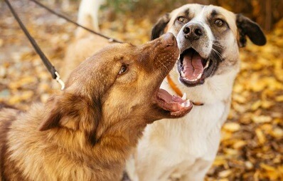 Hundebiss - was tun?