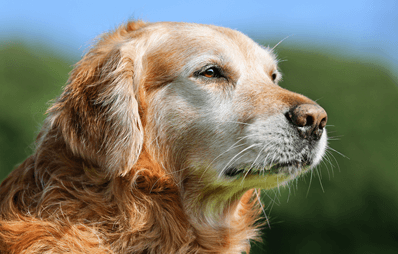 Senior-Golden-Retriever blickt aufmerksam in die Ferne bei sonnigem Wetter im Grünen