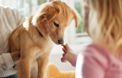 Kleines Kind gibt einem hellbraunen Hund ein Leckerli, Hund sitzt auf Schoß im sonnigen Wohnzimmer.