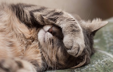 Ibuprofenvergiftung Hund und Katze