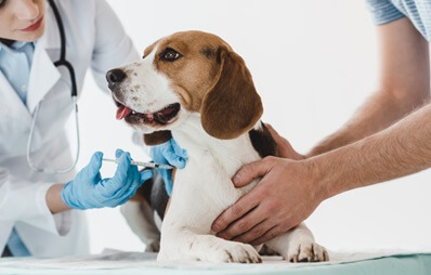 Impfintervalle bei Hunden und Katzen