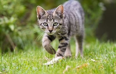 Wenn die Katze humpelt