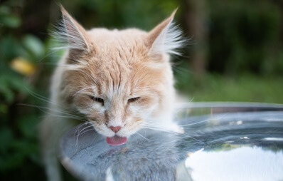 Katze trinkt viel